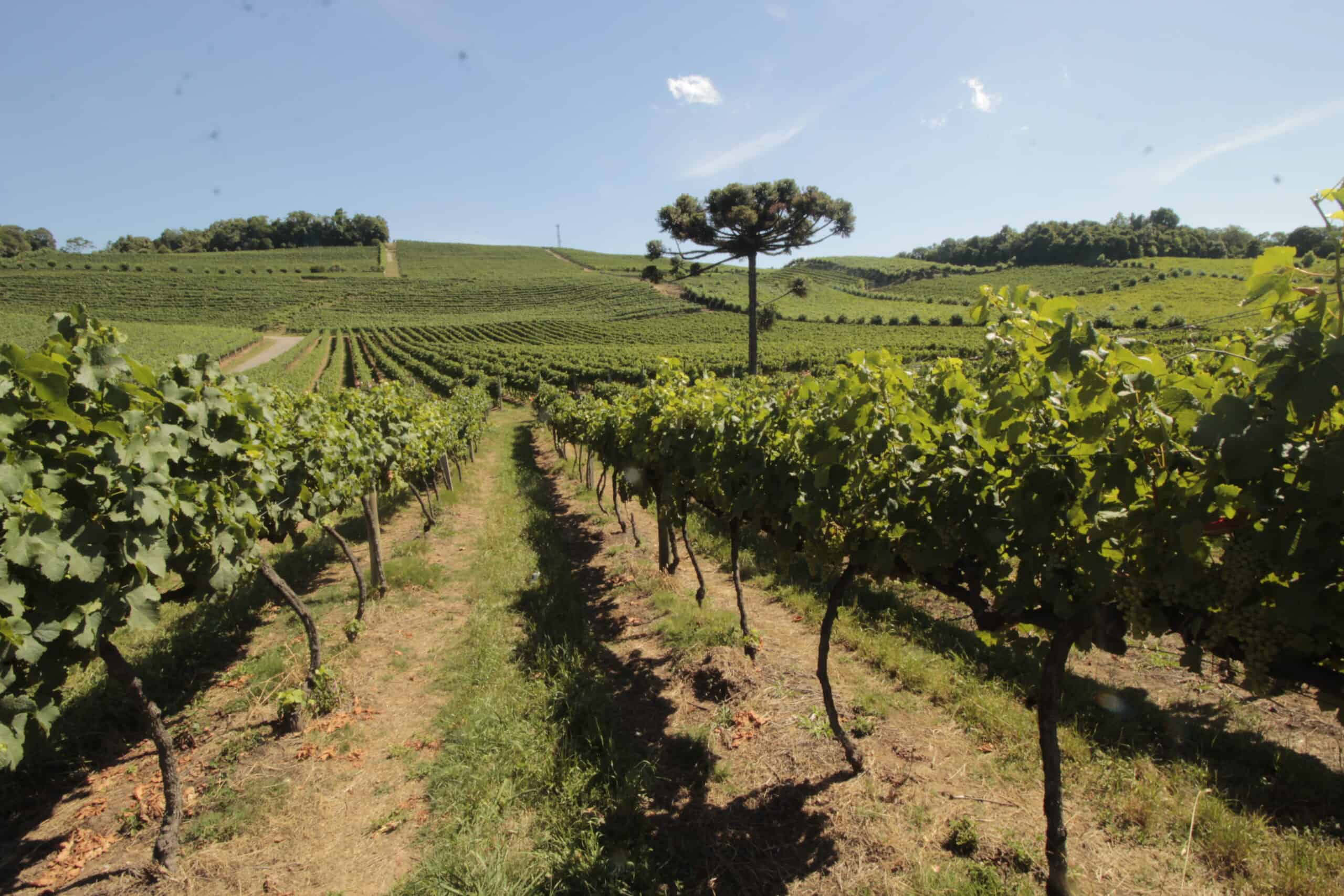 Tour Vale dos Vinhedos